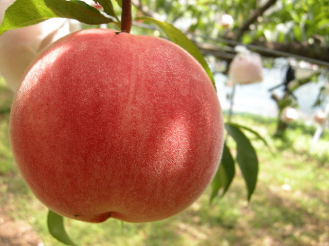 ���i���̃n�E�X���B
7�����{�`8����{_���i�_��