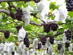 ������ό��u�h�E���̎ʐ^1