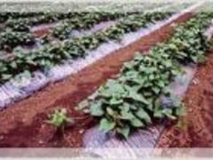 �X�c�_���̎ʐ^