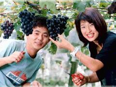 小島ぶどう園の写真1