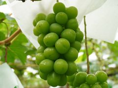 �ΐ�ʎ����^�Ԃǂ��̎ʐ^