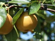 ����J�_���̎ʐ^2