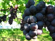 �Ԃǂ����̎ʐ^1