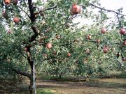 �������񂲉��̎ʐ^1