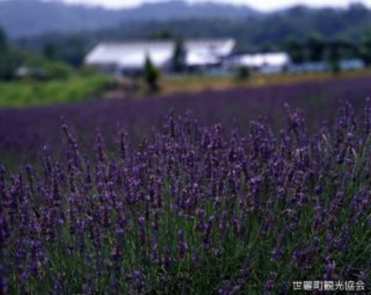 香山ラベンダーの丘