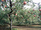生駒高原りんご園の写真1
