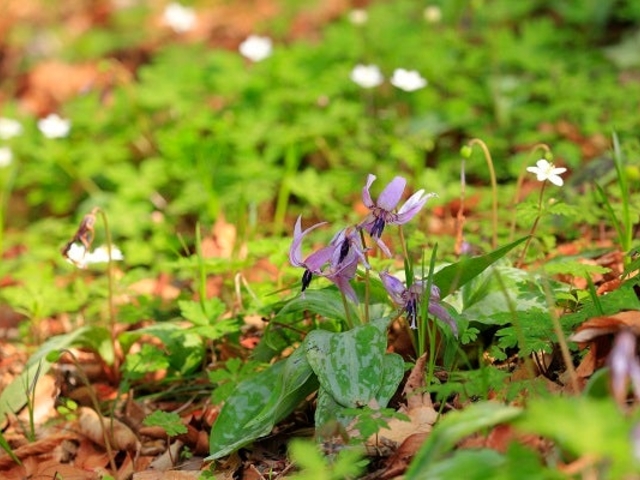 �J�^�N��_�V�狴