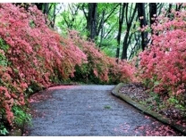 ���̎R���R�����̎ʐ^2