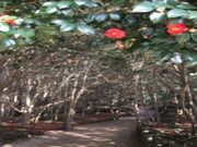 �}�R���R�V�����̎ʐ^1