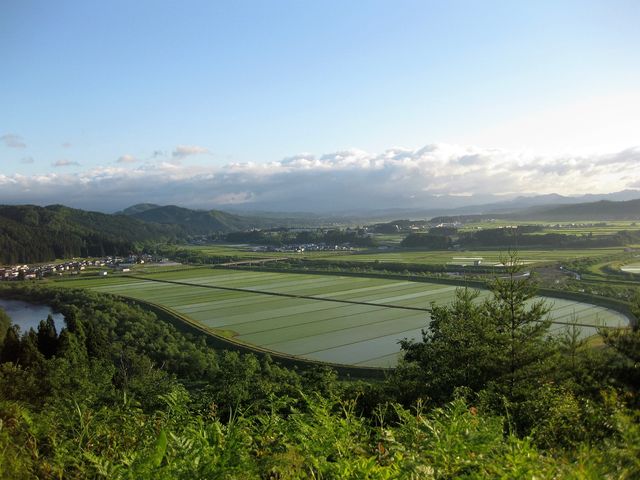 ���쑺�ό�����