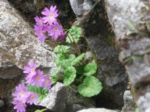 �C���U�N���̎ʐ^1