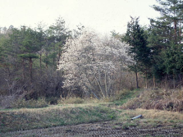 シデコブシ自生地 蛭川 アクセス 営業時間 料金情報 じゃらんnet