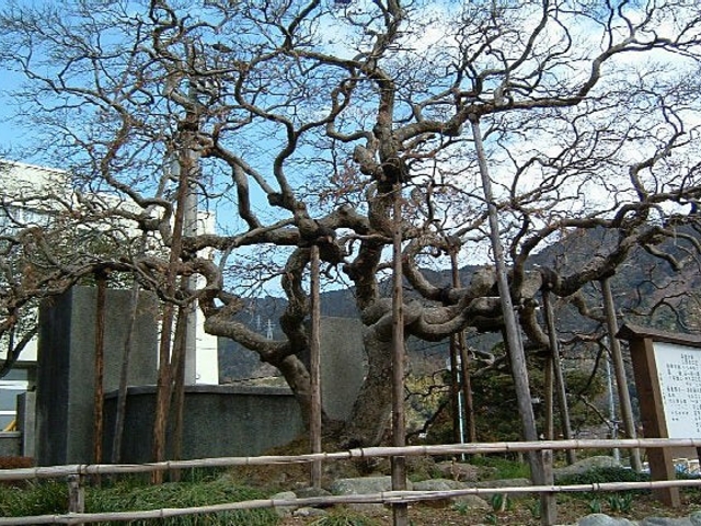 ����߂񂩂��ł̎ʐ^1