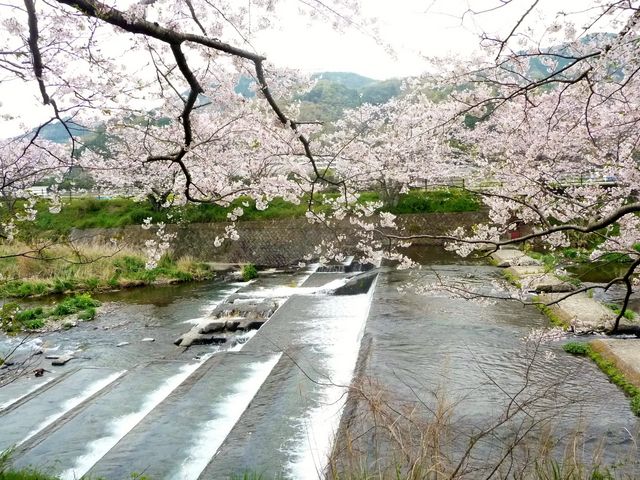 �߉��E��Ȑ�