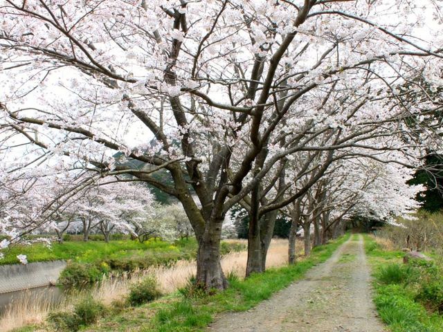 �߉��E��Ȑ�