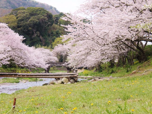 �߉��E��Ȑ�