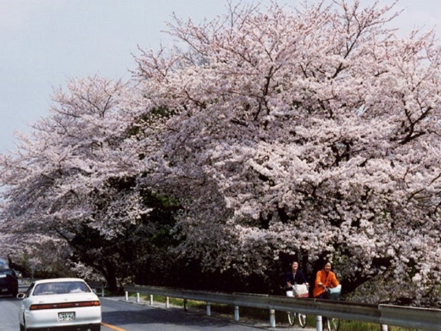 �ؑ]���̍�