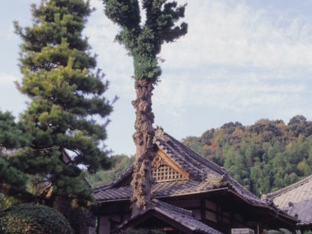 �~�Z���̑垽�̎ʐ^1