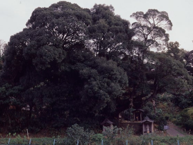 ���ю��̑�ł̎ʐ^1