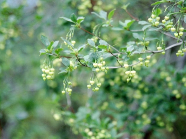 �{�H�R�̃R�A�u���c�c�W