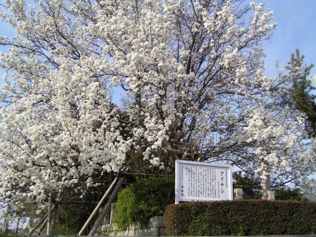 �{�쎛�̃A�C�i�V