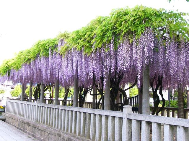 在士八幡神社 藤の木 アクセス 営業時間 料金情報 じゃらんnet