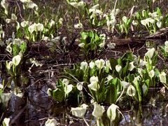 ���������̐��m�Ԃ̎ʐ^1