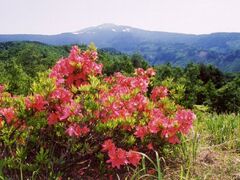 �q�m���̃����Q�c�c�W�̎ʐ^1