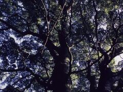 �L���P���_���{�̃N�X�E�V�C�̎ʐ^1