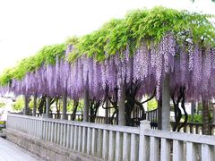在士八幡神社 藤の木の写真1