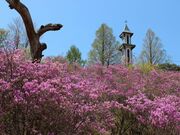 ���̏㍂���̃c�c�W�̎ʐ^1