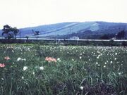 �Ђ邪�̍����̍��w�����A���Q�̎ʐ^1