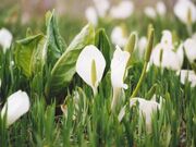 �Ђ邪�̍����̐��o�V���E�̎ʐ^1