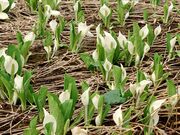 ��ˎs�̐��m�Ԃ̎ʐ^1