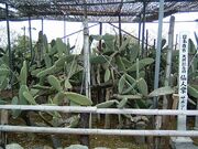 ���؎��̃T�{�e���̎ʐ^1