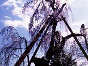 �@�򎛂̎}�����̎ʐ^1