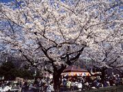 ���R�����̍��̎ʐ^1