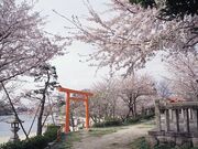 �V��������̍��̎ʐ^1