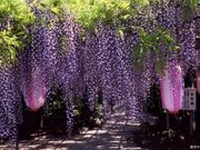 �L�����̓��̎ʐ^1