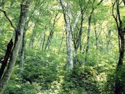 �����̃u�i�т̎ʐ^1