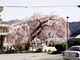 枝垂れ桜の写真1