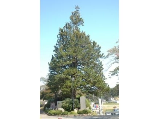 ���얊�̎ʐ^1