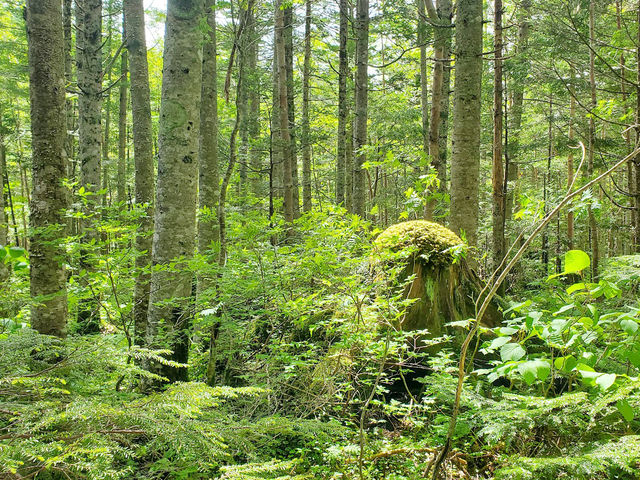 �ӓ����L�����v��