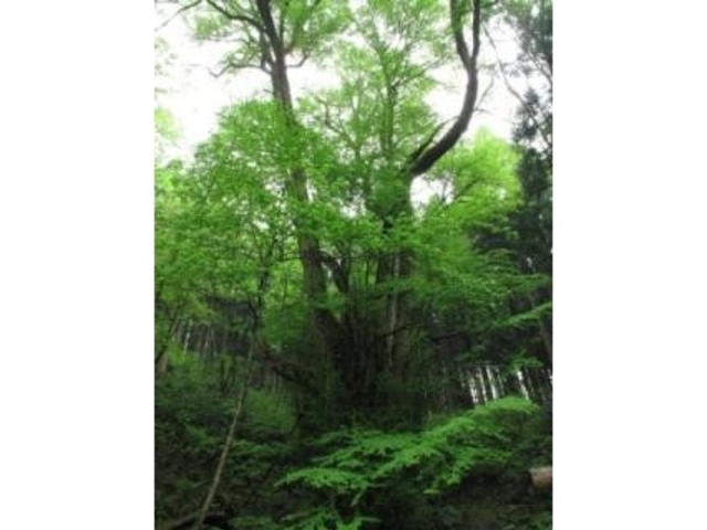 �e�a��̑�J�c���̎ʐ^1