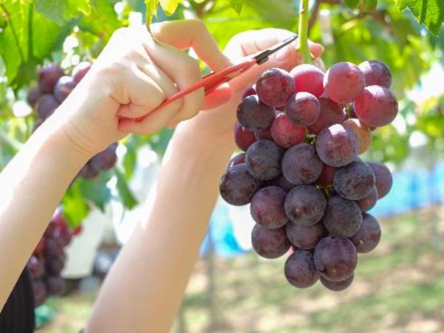 �L�c������