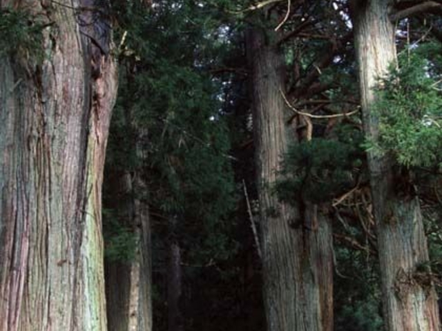 �F��_�Ђ̘V���Q