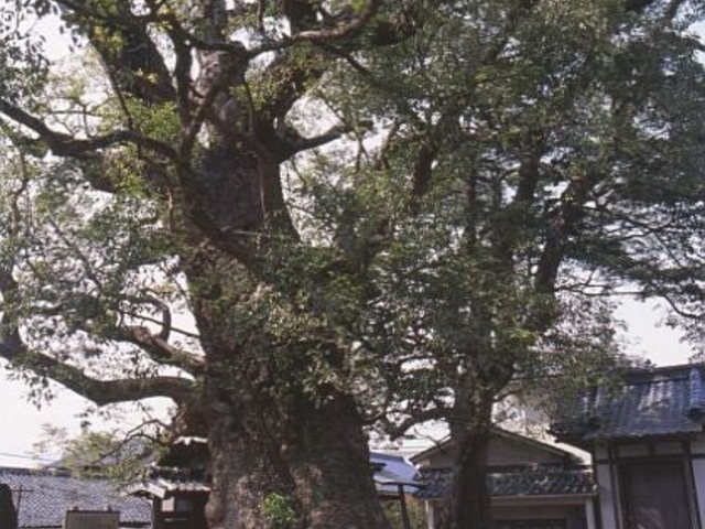 �`�@���̃N�X�̎ʐ^1