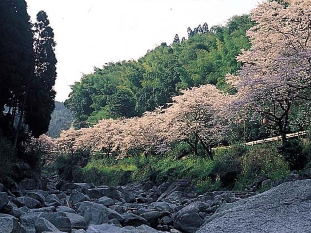 �ҐU���̍��̎ʐ^1