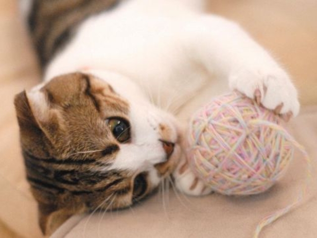 Cat cafe Miysis Lbg JtF ~[VX LJtF̎ʐ^1