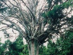 ��P��̐�{���̎ʐ^1